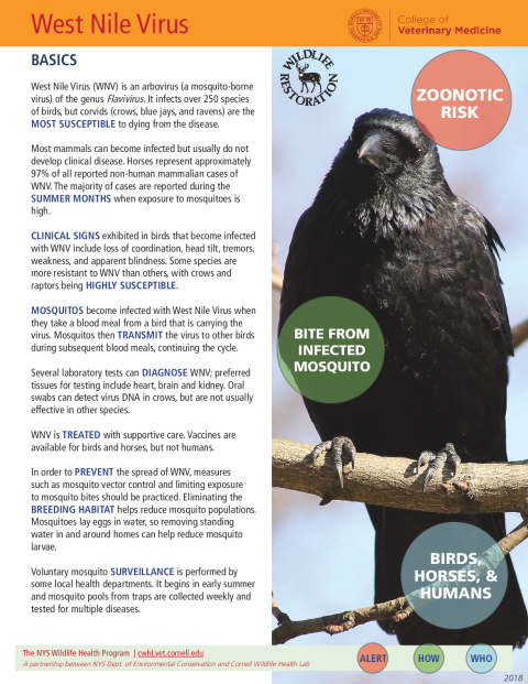 West Nile Virus Disease Fact Sheet