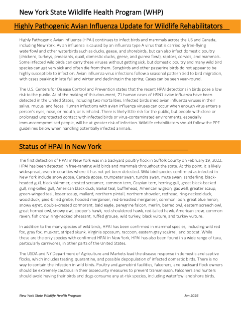 Highly Pathogenic Avian Influenza Update for Wildlife Rehabilitators