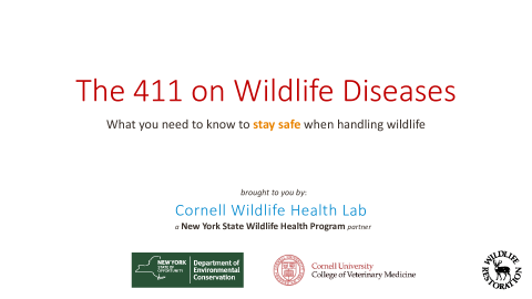 The 411 on Wildlife Diseases - WHP Diseases Introduction Presentation