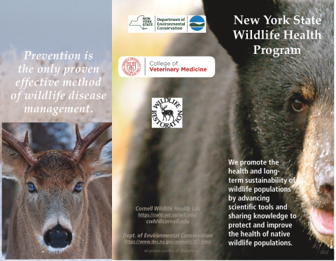 NYS WHP Program Brochure 2022