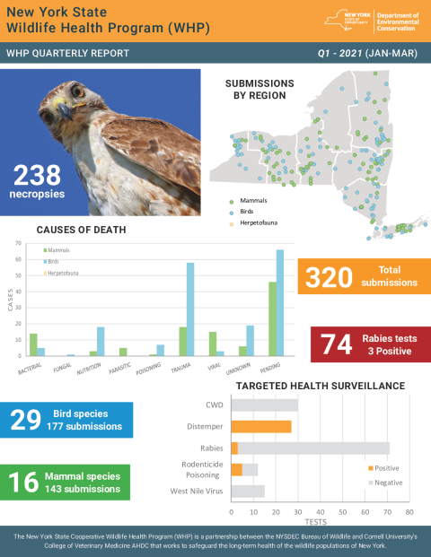 NYS WHP Quarterly Report Q1 2021