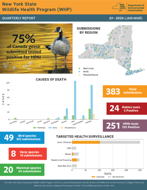 NYS WHP Quarterly Report Q1 2026
