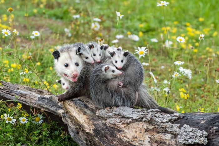 Opossum with several babies on her back on a log in a field of green grass with wildflowers