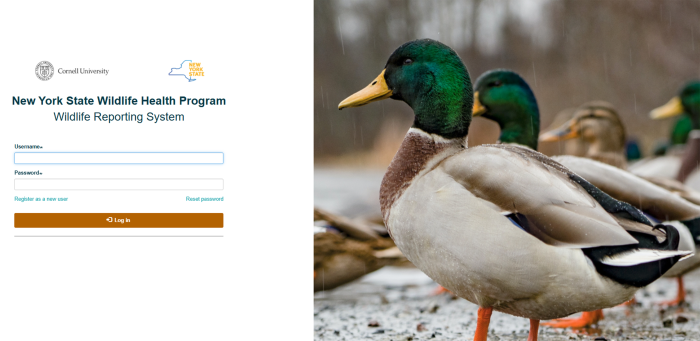 Thumbnail of the NYS WHP Rehabber Database site