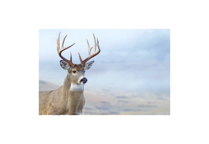 White-tailed buck close up against a blue blurred background 