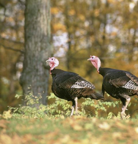 A pair of turkeys at the edge of the woods