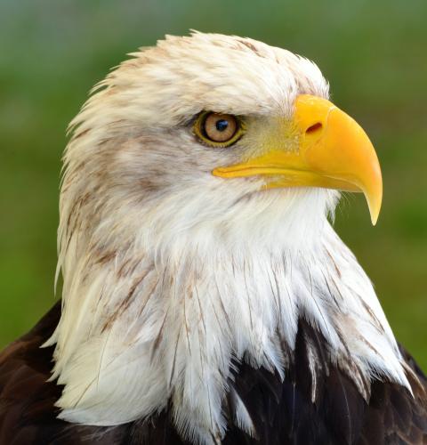Close up of bald eagle