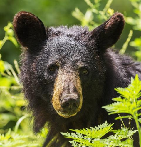 Black bear in the weeds