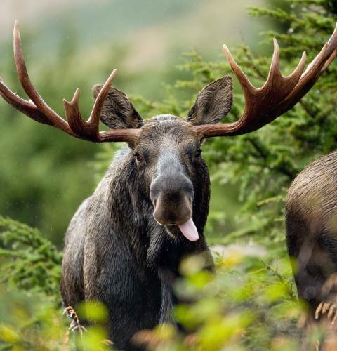 Close up of bull moose with tongue out