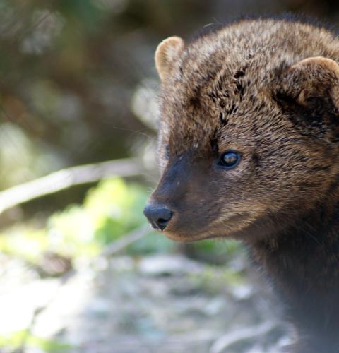 close up of fisher in the wild