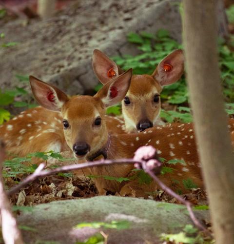 A pair of white-tailed deer fawns laying in the woods