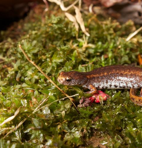 Four-toed salamander (Hemidactylium scutatum) on moss