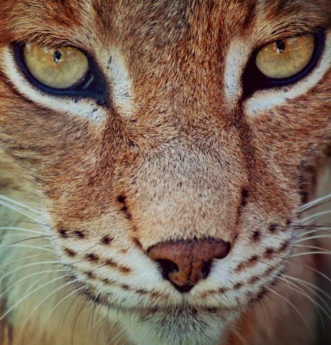Bobcat face close up