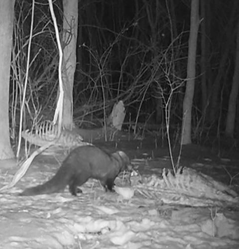 fisher scavenging deer carcass