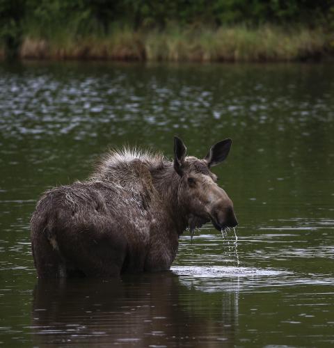 Moose looking back while standing in water