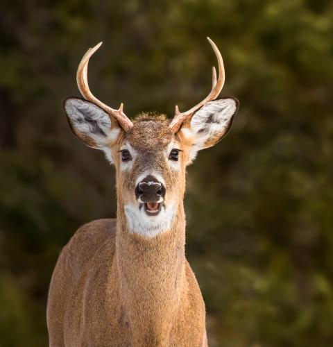 White-tailed buck with green blurred background