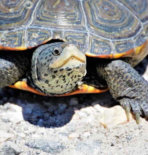 Diamond back terrapin looking up on rocky sand beach