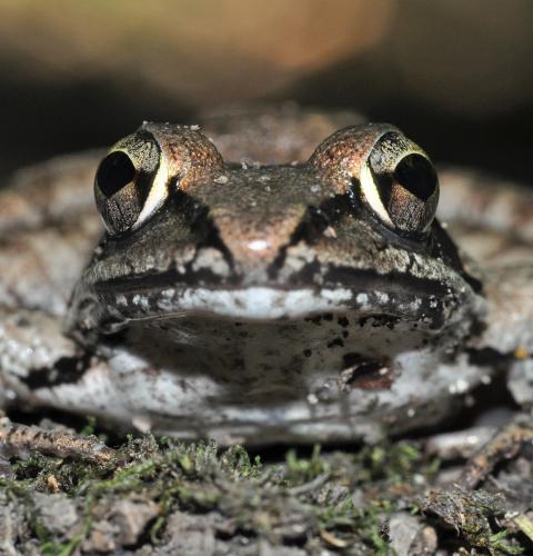Close up wood frog