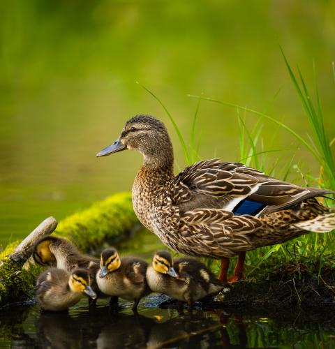Female duck with ducklings at pond edge