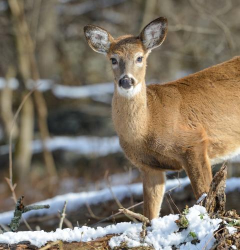 White-tailed deer in woods with snowy background