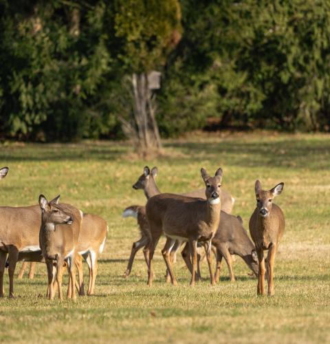 Herd of white-tailed deer on grass