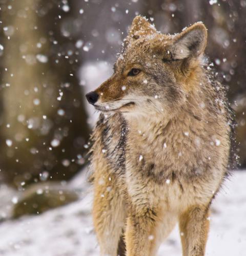 coyote in snow