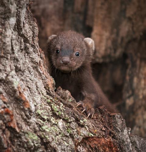 Young fisher kit in a tree