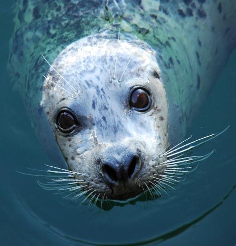 Seal with face poking out of the water