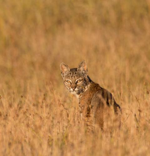 bobcat in field of fall brown grass