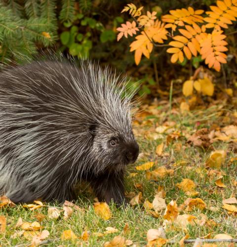 Adult porcupine on grass with trees in background