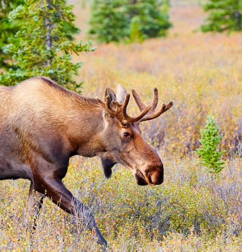 Moose walking across field