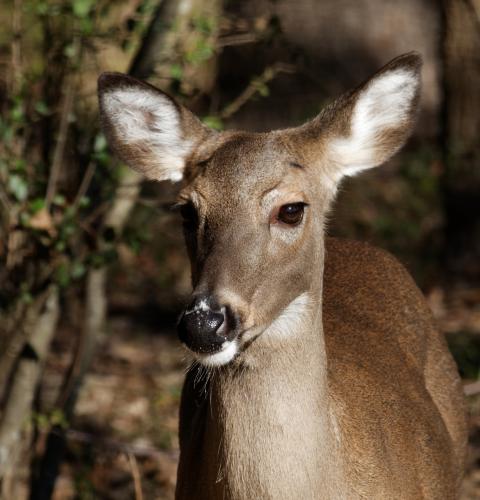 White-tailed doe close up