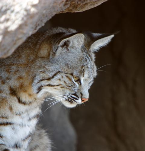 Bobcat (Lynx rufus)