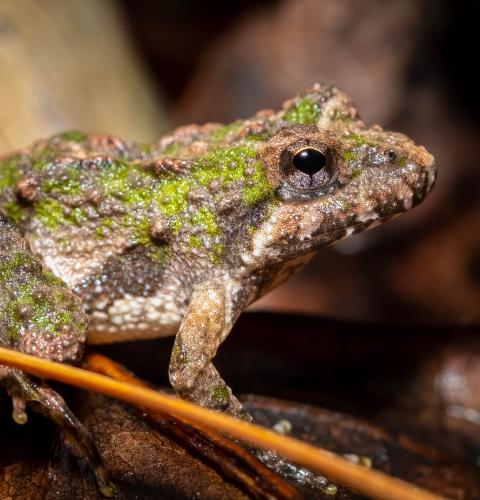 Northern Cricket Frog on leaves