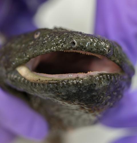 Close up of an Eastern hellbender's mouth