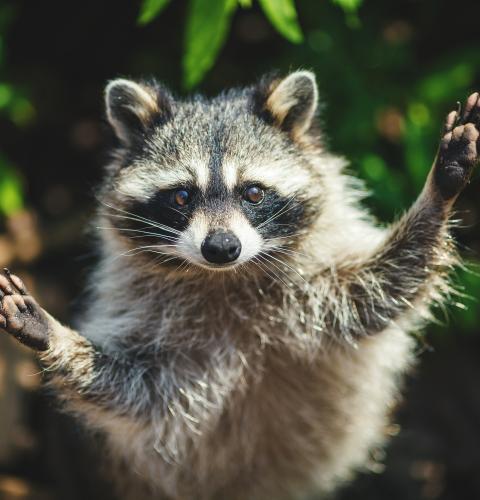 raccoon with front paws up 