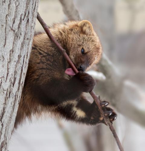 Fisher licking sap from small tree branch