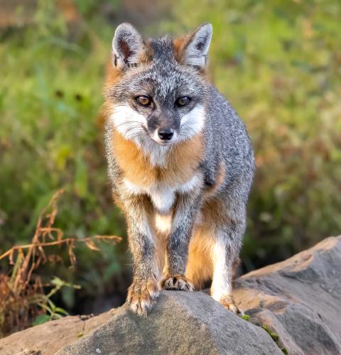 Gray fox on rocks