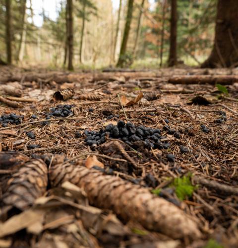 deer droppings on the forest floor