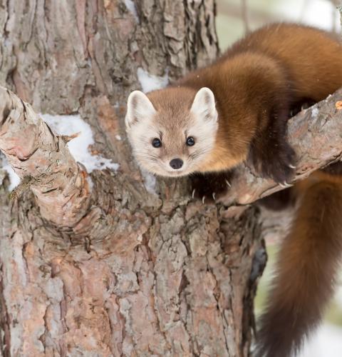pine marten in tree