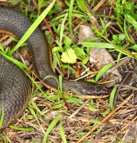Queen snake in grass