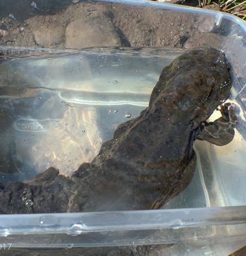Hellbender in sterile bin for exam