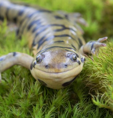 close up of tiger salamander on moss