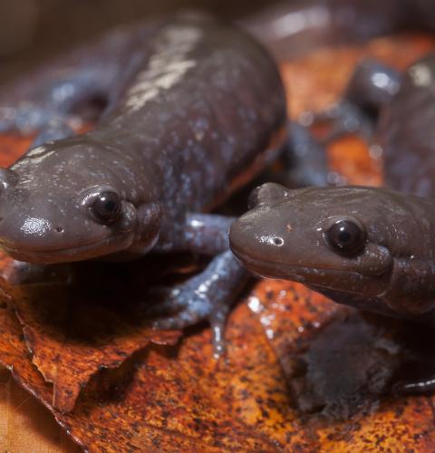 Two Jefferson Unisexual ambystoma salamanders posing together
