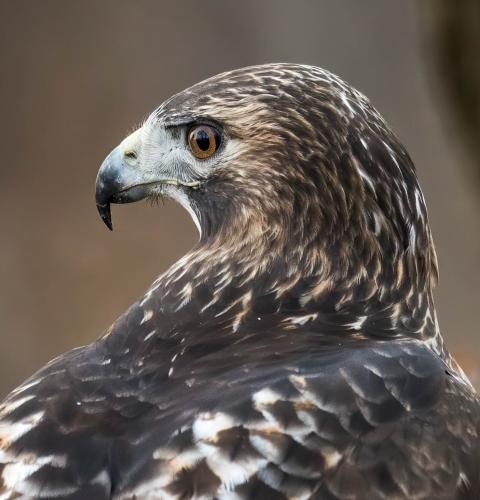 Red-tailed hawk close up