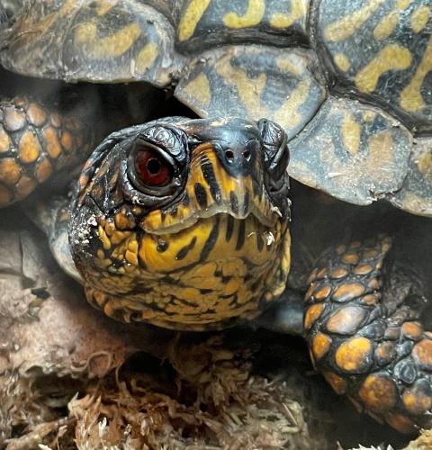 Eastern box turtle closeup