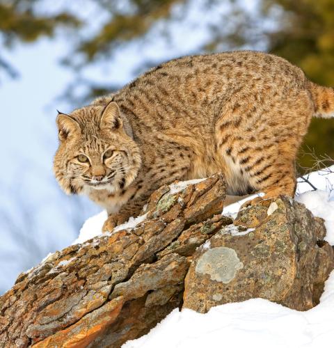 White-tailed deer in field