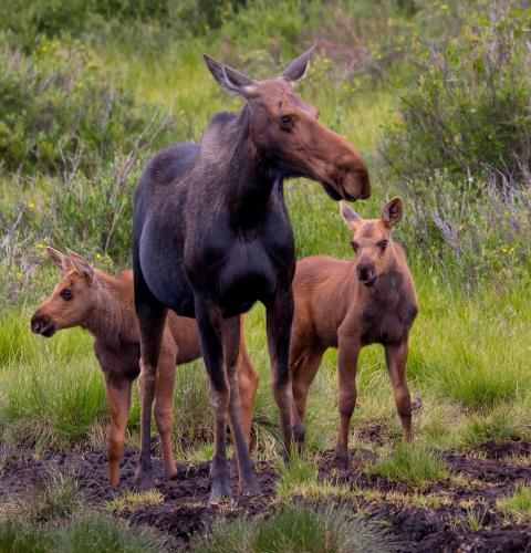 Moose cow with two calves near water