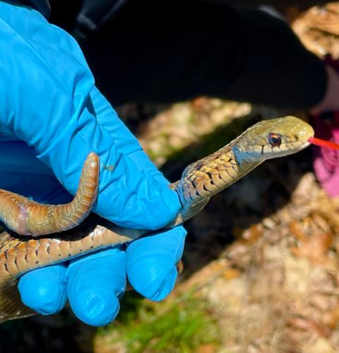 Gartern snake in gloved hand
