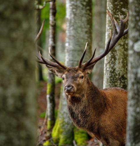 Red deer stag in the forest
